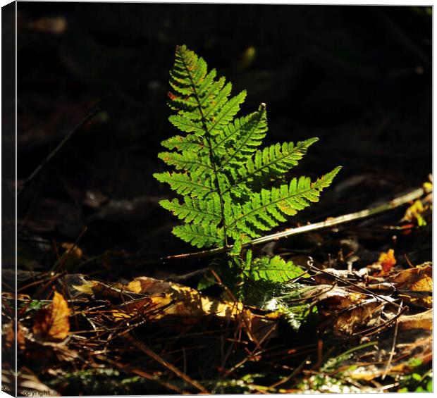 Sunlit fern Canvas Print by Simon Johnson