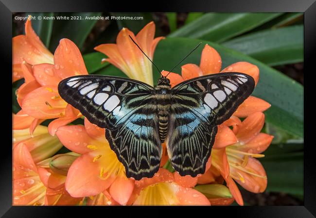 Butterfly the Clipper Framed Print by Kevin White