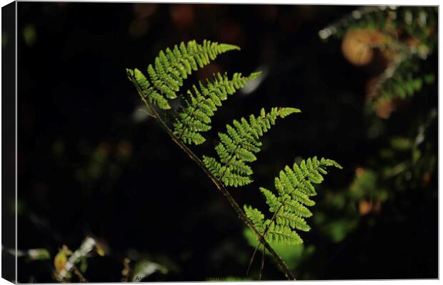 Fern leaves descending Canvas Print by Simon Johnson