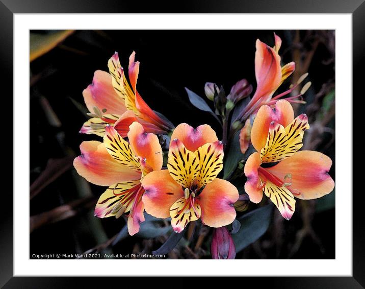 Hastings Roadside Lillies Framed Mounted Print by Mark Ward