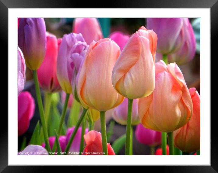 Pastel Tulip Bouquet Framed Mounted Print by Deanne Flouton
