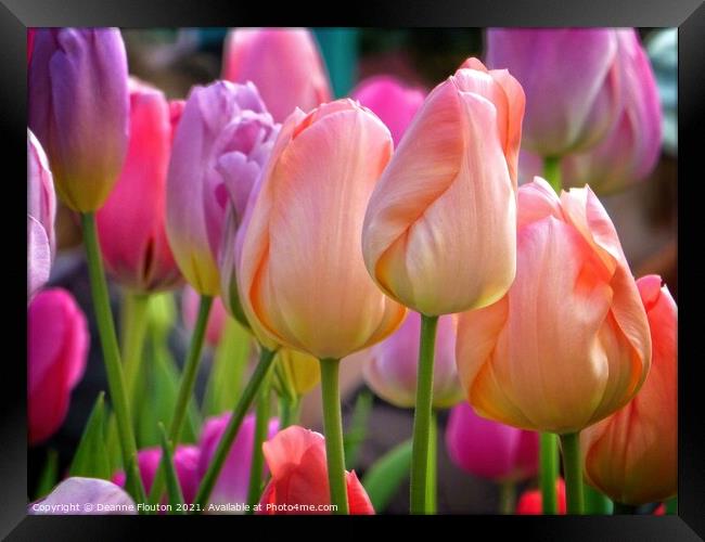 Pastel Tulip Bouquet Framed Print by Deanne Flouton