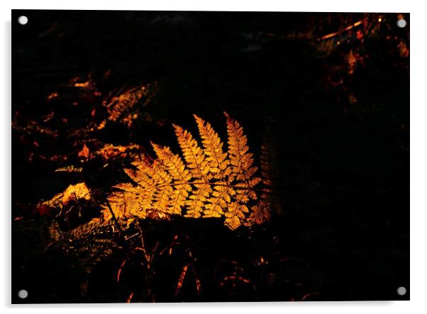 Sunlit fern Acrylic by Simon Johnson