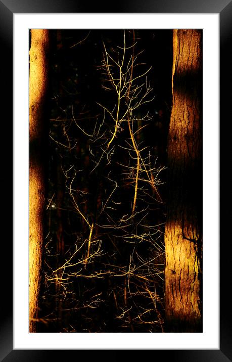 sunlit branches and trunks Framed Mounted Print by Simon Johnson