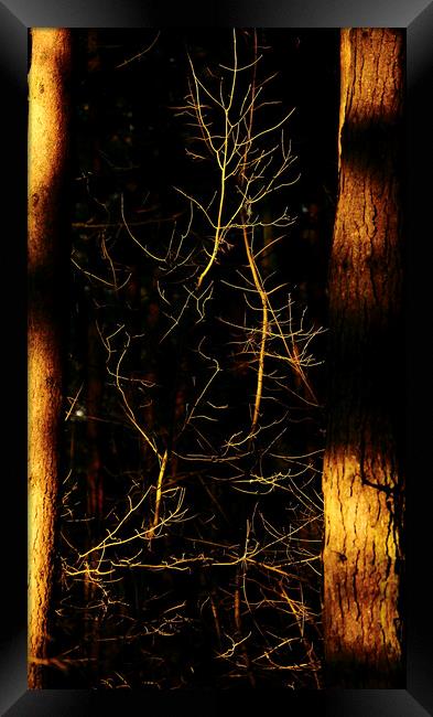 sunlit branches and trunks Framed Print by Simon Johnson
