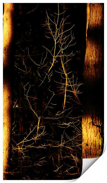 sunlit branches and trunks Print by Simon Johnson