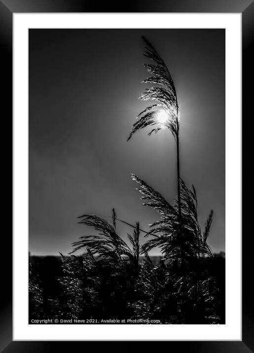 Reed in the Light Framed Mounted Print by David Neve
