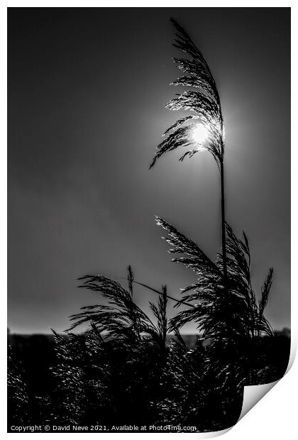 Reed in the Light Print by David Neve
