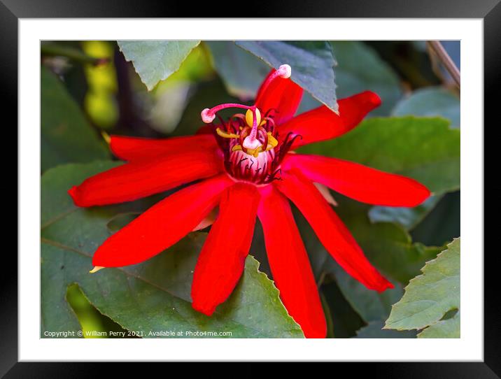 Red Calcanthus Floridus Eastern Sweetshrub Blooming Macro Framed Mounted Print by William Perry