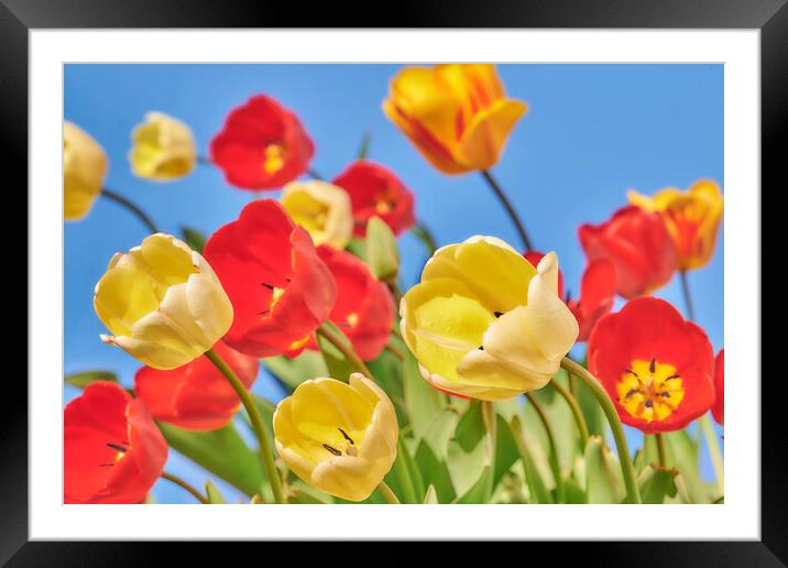 Tulips Framed Mounted Print by Jim Hughes