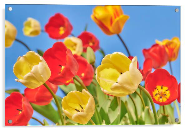 Tulips Acrylic by Jim Hughes