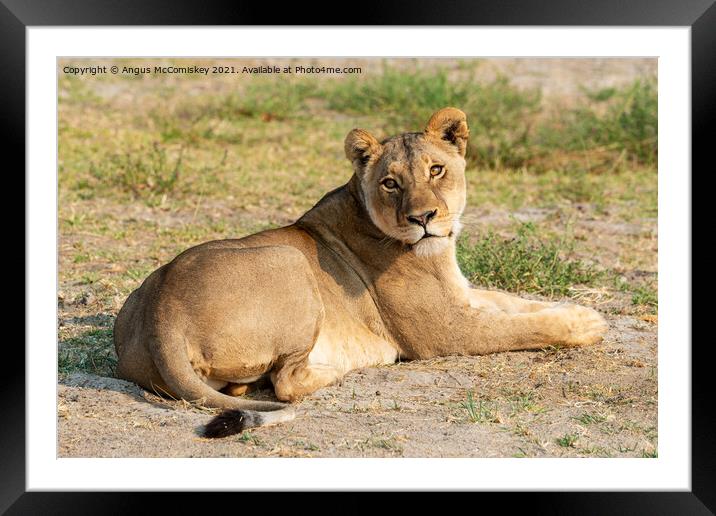 Lioness waiting for cub Framed Mounted Print by Angus McComiskey