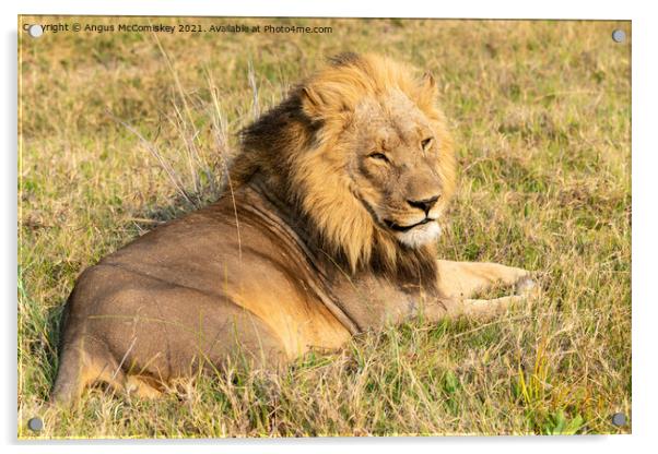 Male lion Botswana Acrylic by Angus McComiskey