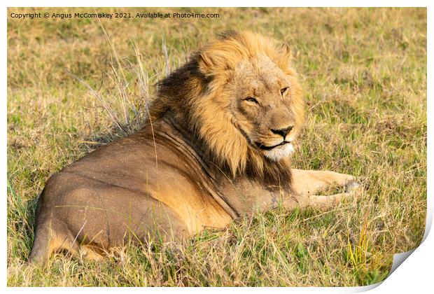 Male lion Botswana Print by Angus McComiskey