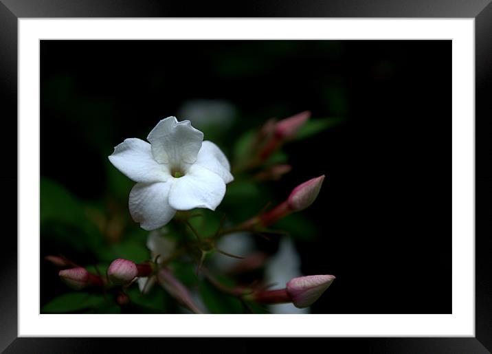 White Jasmin Framed Mounted Print by Chris Day