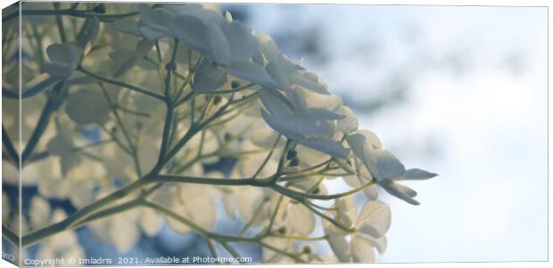 Delicate White Hydrangea 'Annabelle' Flowers Canvas Print by Imladris 