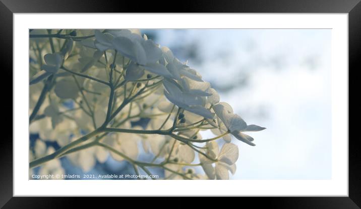 Delicate White Hydrangea 'Annabelle' Flowers Framed Mounted Print by Imladris 