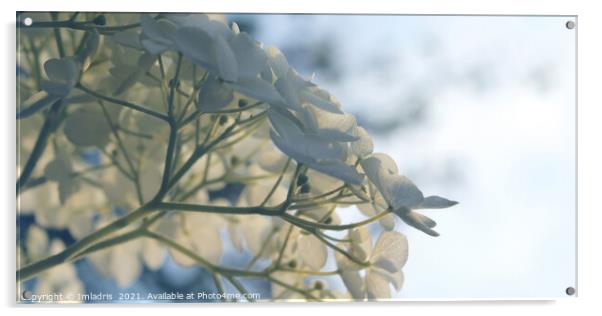 Delicate White Hydrangea 'Annabelle' Flowers Acrylic by Imladris 