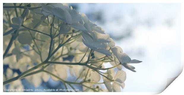 Delicate White Hydrangea 'Annabelle' Flowers Print by Imladris 