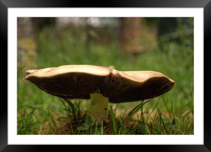 Mushroom Framed Mounted Print by Chris Day