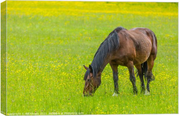 In the buttercups. Canvas Print by Bill Allsopp