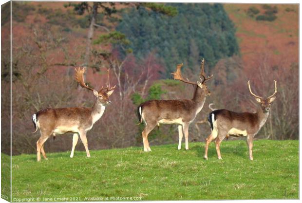 Three deer on top of the hill Margam Park Canvas Print by Jane Emery