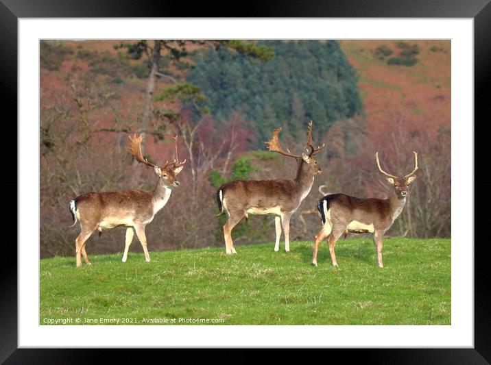 Three deer on top of the hill Margam Park Framed Mounted Print by Jane Emery