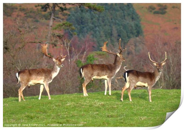 Three deer on top of the hill Margam Park Print by Jane Emery