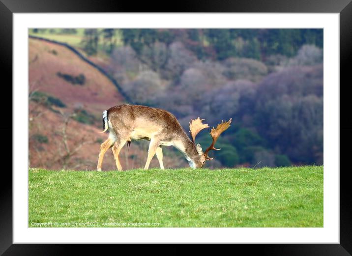 Deer Grazing at Margam Park Framed Mounted Print by Jane Emery