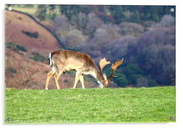 Deer Grazing at Margam Park Acrylic by Jane Emery