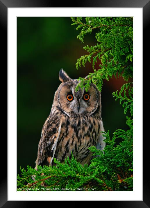 Long Eared Owl Framed Mounted Print by Ron Thomas