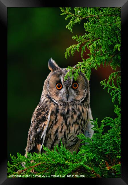 Long Eared Owl Framed Print by Ron Thomas