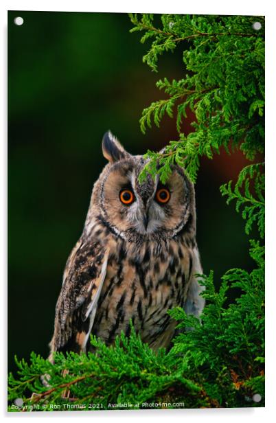 Long Eared Owl Acrylic by Ron Thomas