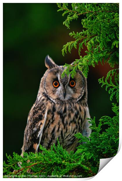 Long Eared Owl Print by Ron Thomas