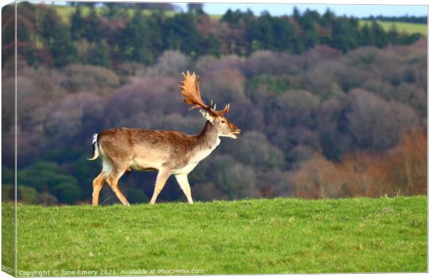 A deer standing on top of a lush green field Canvas Print by Jane Emery
