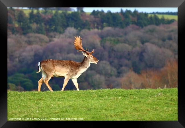 A deer standing on top of a lush green field Framed Print by Jane Emery