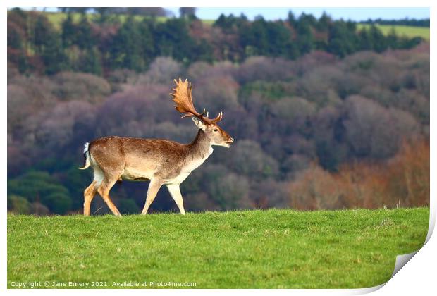 A deer standing on top of a lush green field Print by Jane Emery