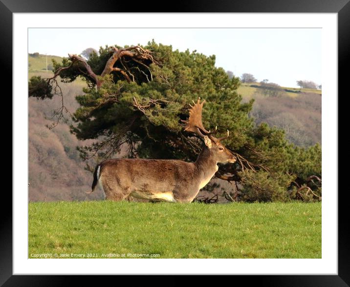 A deer standing in a grassy field Framed Mounted Print by Jane Emery