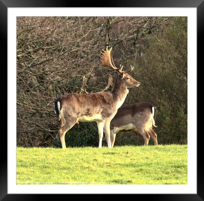 Bucks on the Hill Framed Mounted Print by Jane Emery