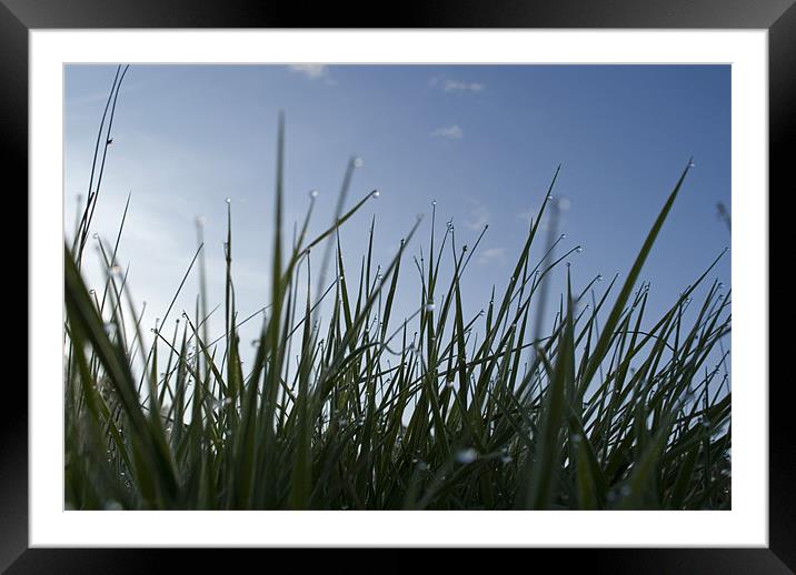 Morning dew Framed Mounted Print by Sam Smith