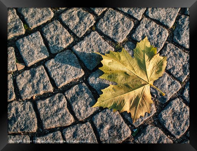 Fallen Leaf Framed Print by Ron Thomas