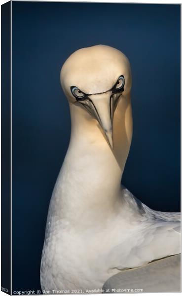 Gannet Staring Canvas Print by Ron Thomas