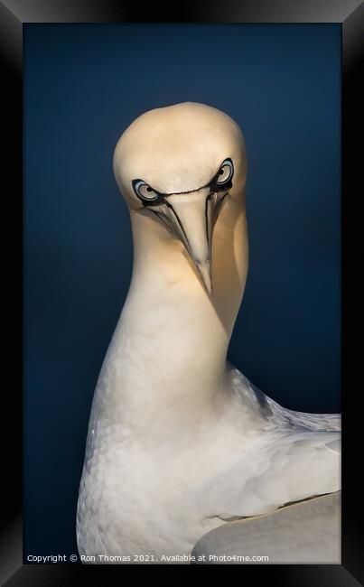 Gannet Staring Framed Print by Ron Thomas