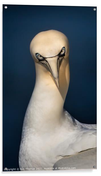 Gannet Staring Acrylic by Ron Thomas