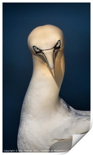 Gannet Staring Print by Ron Thomas