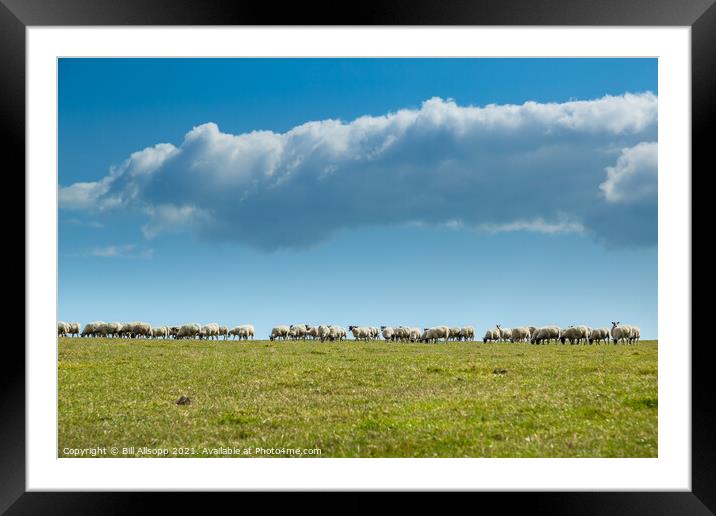 Skyline sheep. Framed Mounted Print by Bill Allsopp
