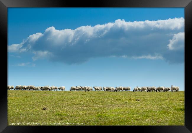 Skyline sheep. Framed Print by Bill Allsopp