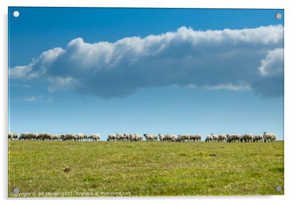 Skyline sheep. Acrylic by Bill Allsopp