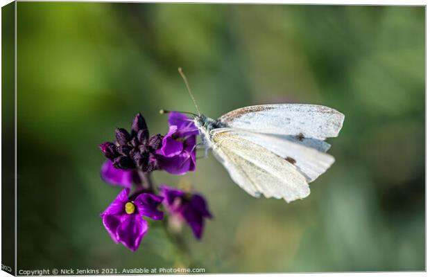 Cabbage White Butterfly on wallflower September  Canvas Print by Nick Jenkins