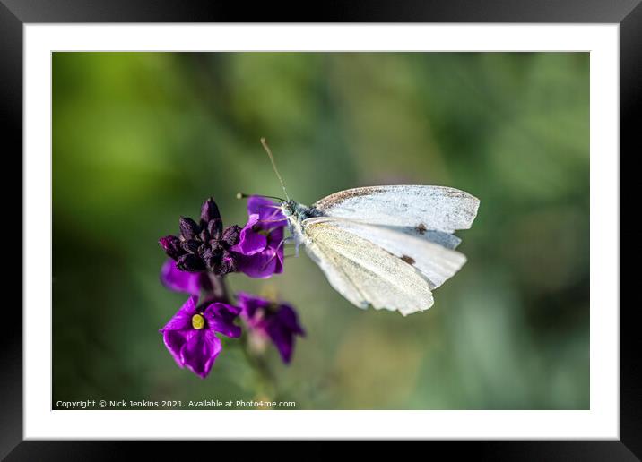 Cabbage White Butterfly on wallflower September  Framed Mounted Print by Nick Jenkins